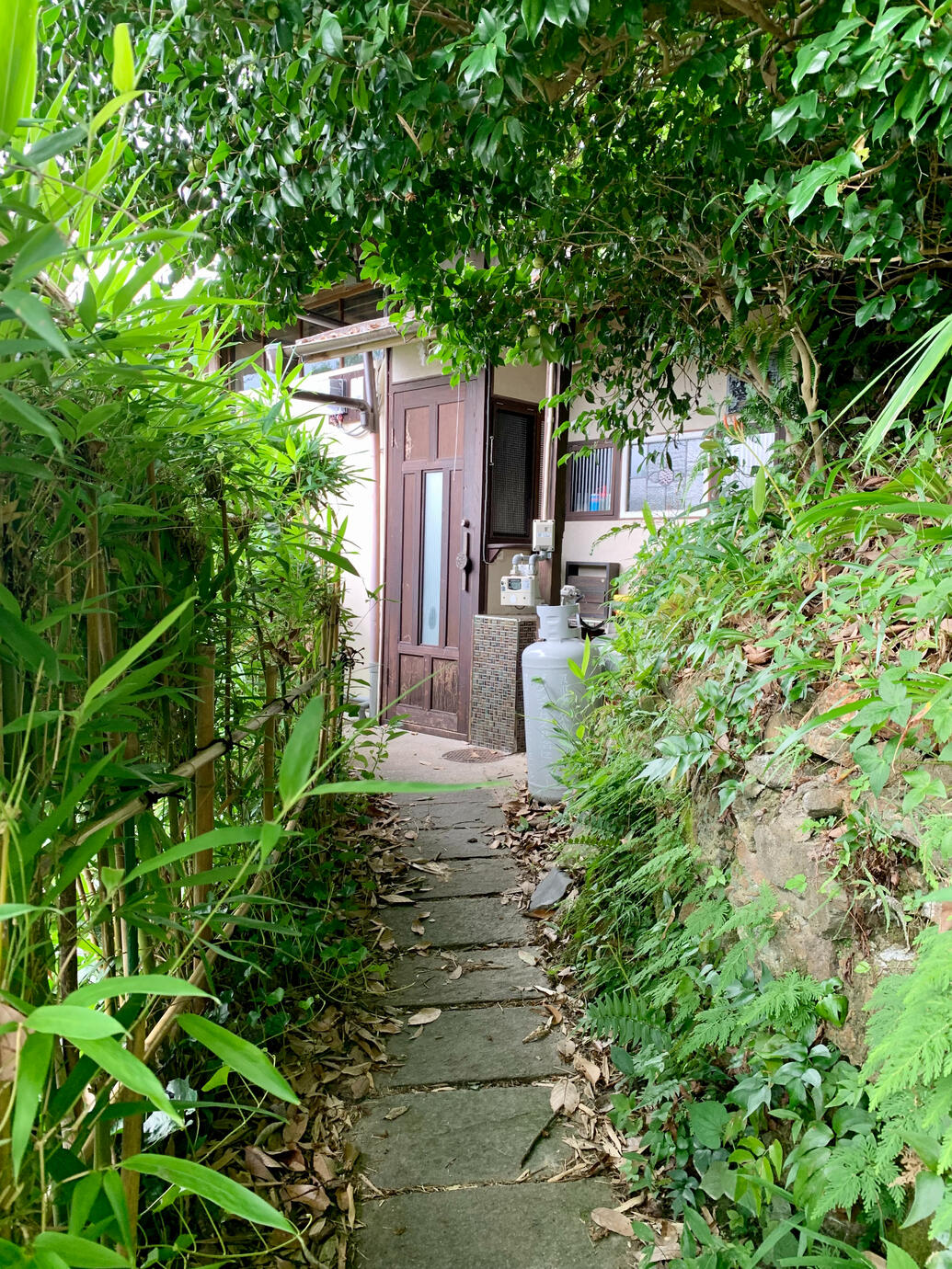 Bamboo and camellia line the path in.