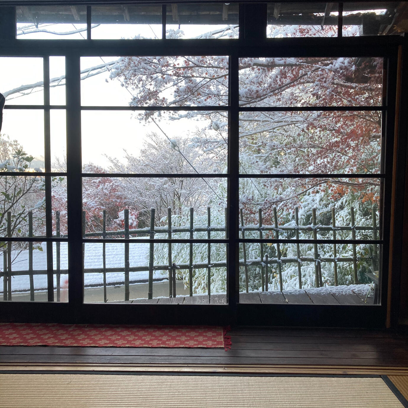 Morning snow dusts the trees, but usually melts by noon.