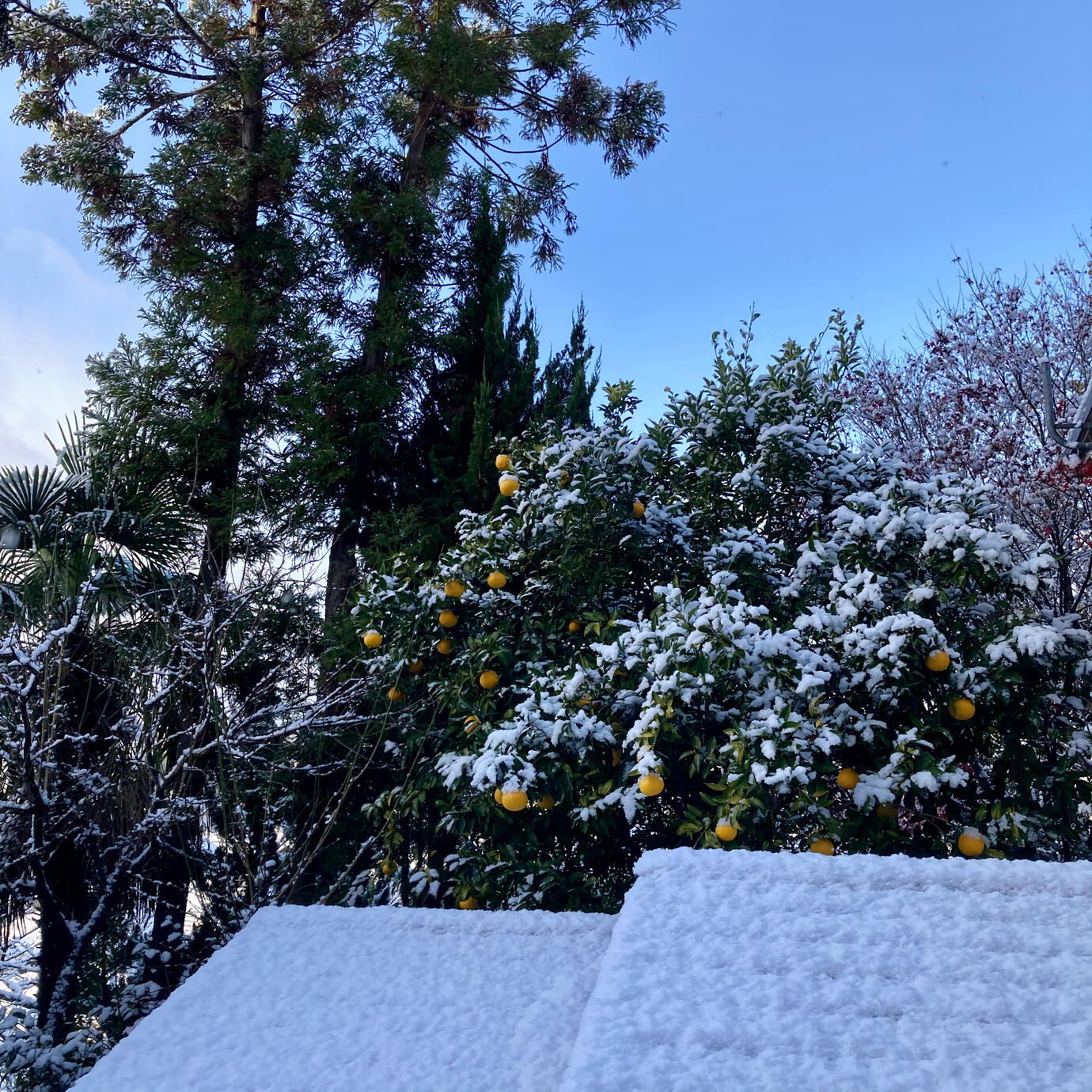 The neighbors share their Amanatsu citrus harvest every winter.