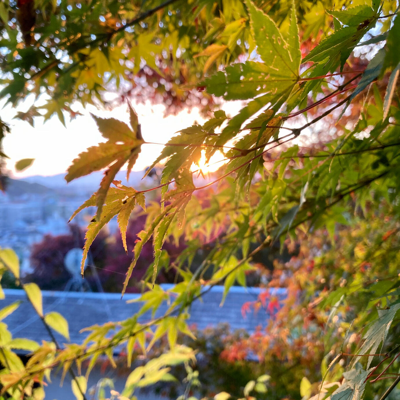 Breezes sway the momiji trees for calm shade.