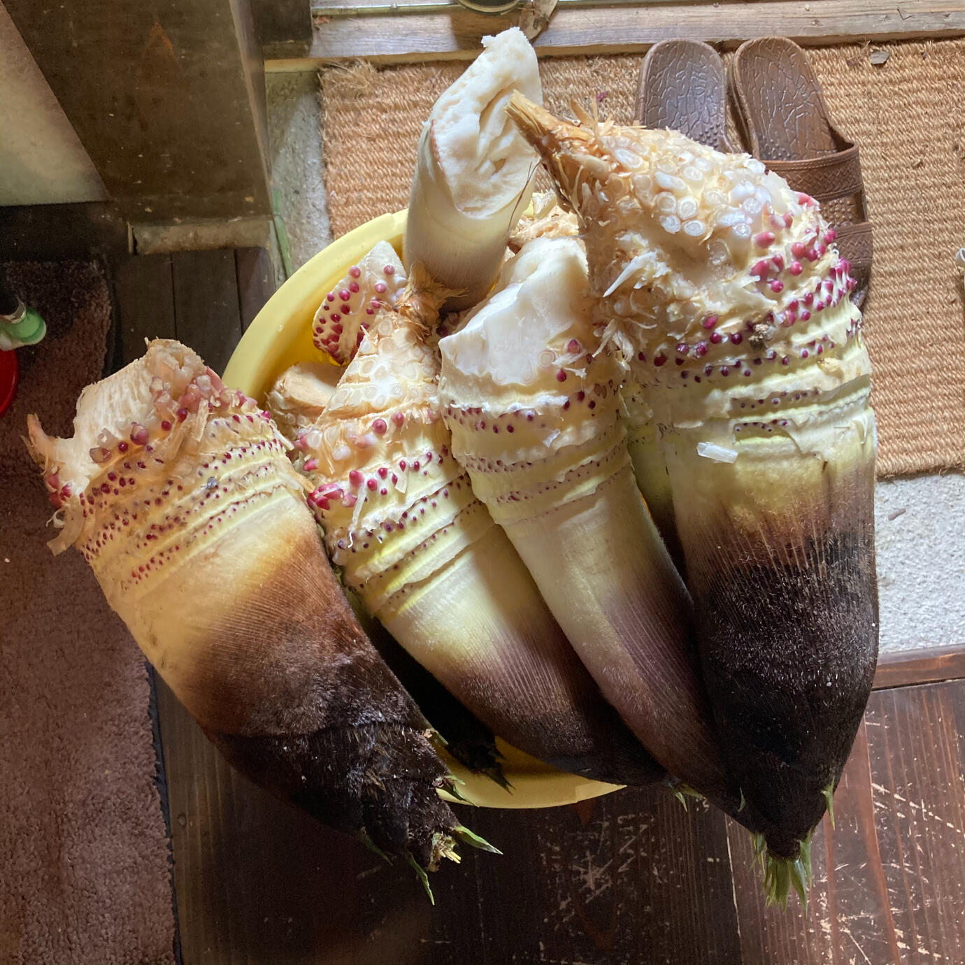 The forest next door is perfect for bamboo root foraging.