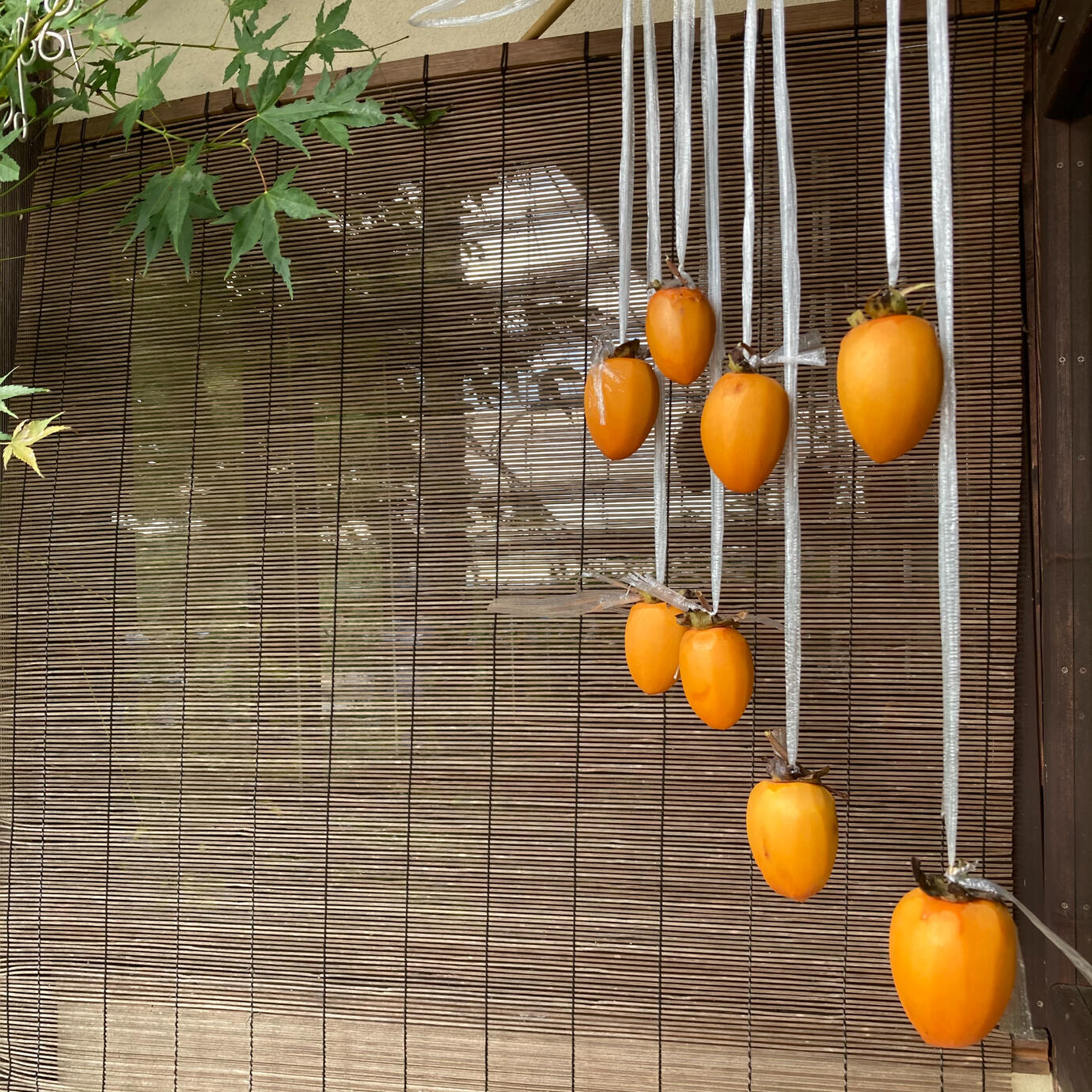 Persimmons from the neighbors tree hang for for winter snacking.