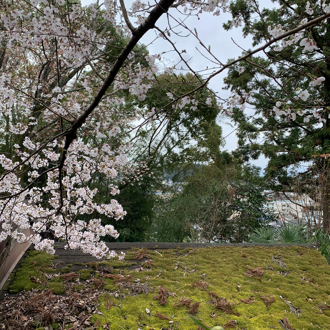 Cherry blossoms decorate the foothills in the spring.