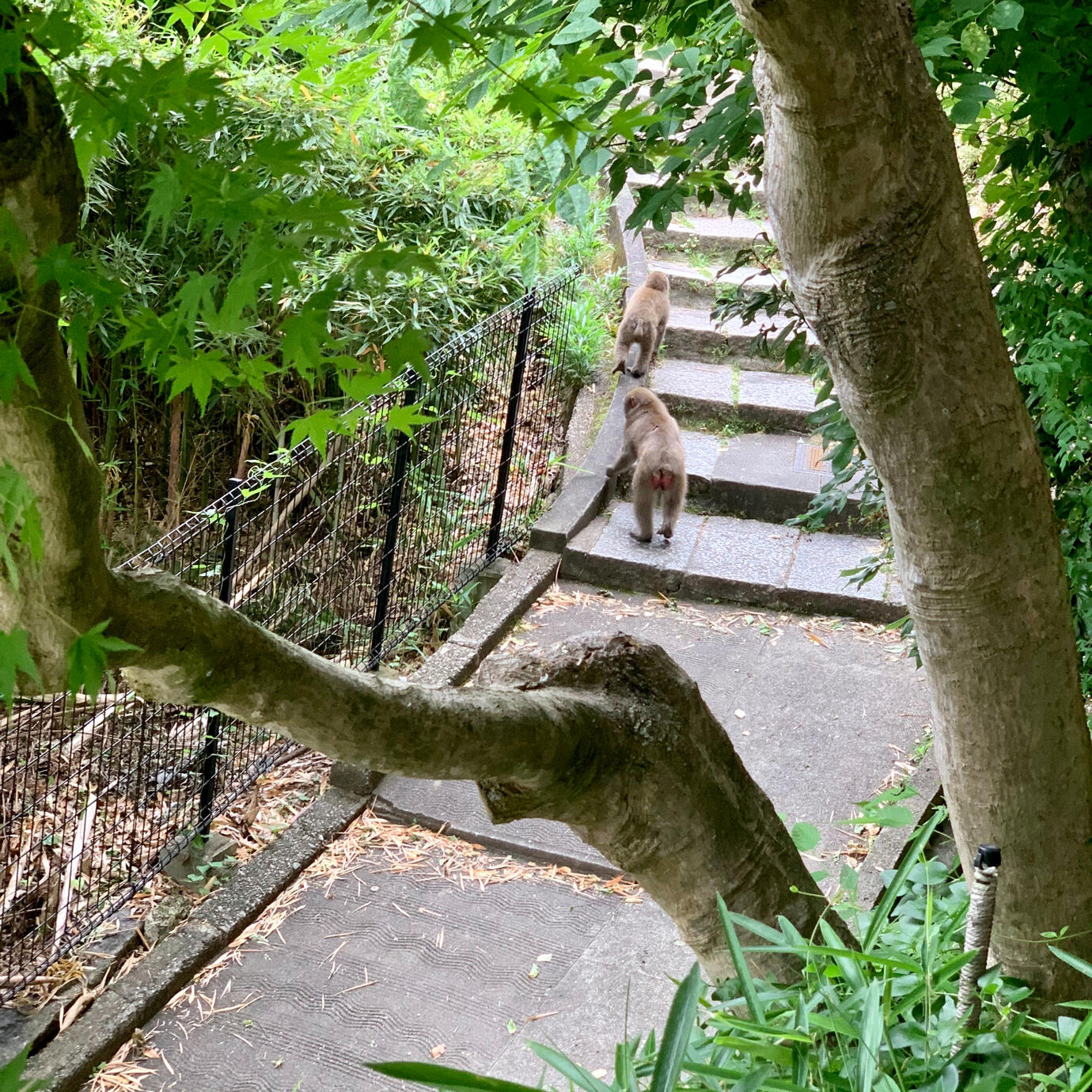 June offers rare chances to glimpse visitors from up the hill.